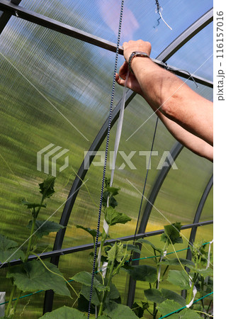 Pensioner man tying cucumber bushes to the top beam with tape 116157016