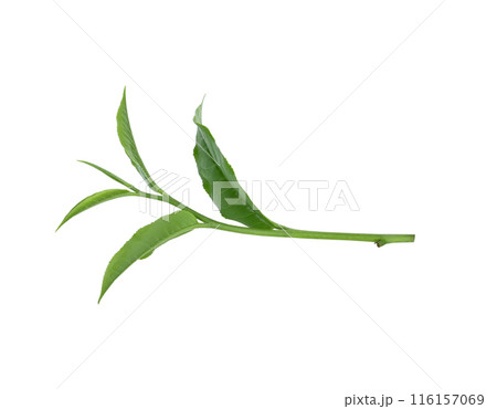 green tea leaf isolated on white background 116157069