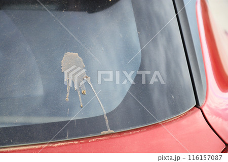 dirty bird shit stain on car glass from using in daily life, stain for cleaning concept. 116157087