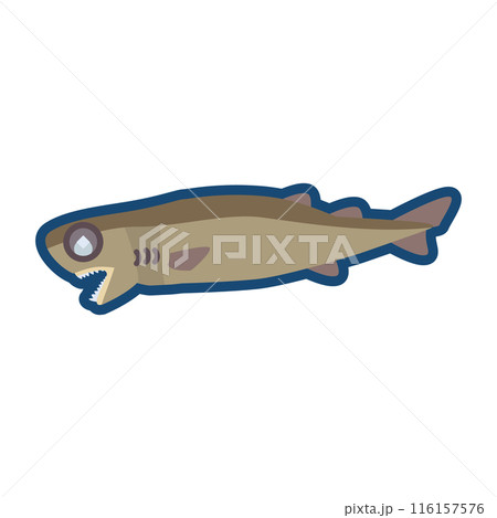 かわいいダルマザメのイラスト かわいいダルマザメのイラスト 116157576