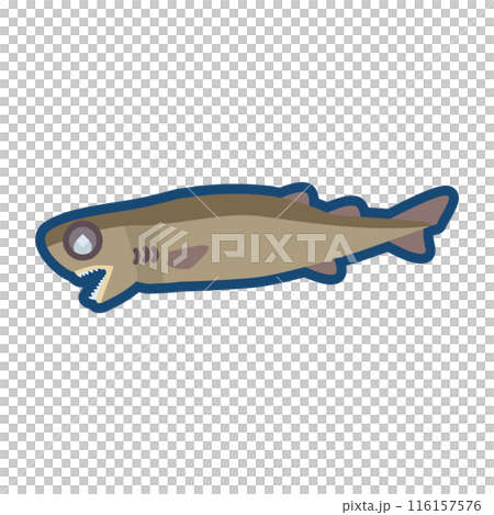かわいいダルマザメのイラスト かわいいダルマザメのイラスト 116157576