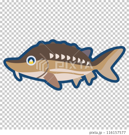 かわいいチョウザメのイラスト 116157577