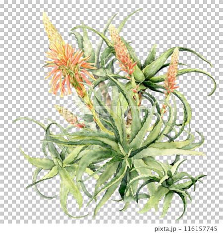 Watercolor illustration of a big blooming aloe 116157745