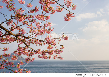 海辺に咲く河津桜 海辺に咲く河津桜 116157903