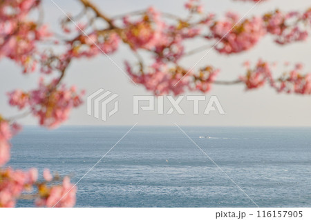 春の海辺の朝 春の海辺の朝 116157905