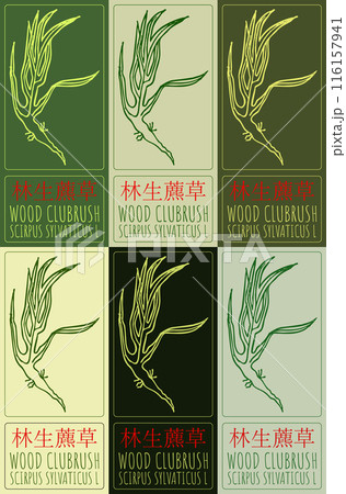 Set of vector drawing WOOD CLUBRUSH in Chinese in various colors. Hand drawn illustration. The Latin name is SCIRPUS SYLVATICUS L 116157941