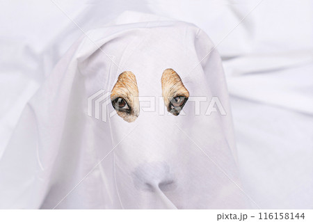 Close-up of dog peeking through white sheet, dressed as ghost, looking at camera. Pet Halloween costume 116158144