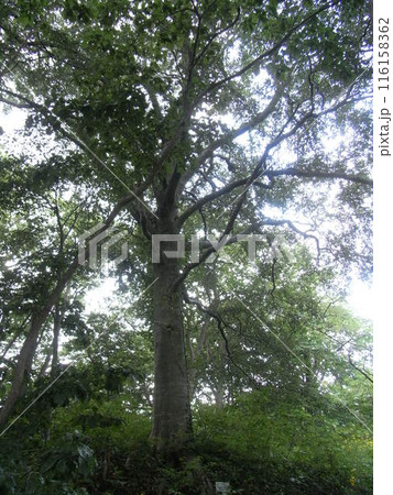 大沼国定公園 116158362