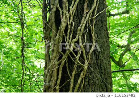 Dead Poison Ivy Branches on a Large Woodland Tree Trunk Dead Poison Ivy Branches on a Large Woodland Tree Trunk 116158492