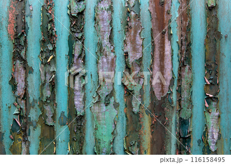 Closeup View of Old Rusting Corrugated Iron Sheeting with Old Flaking Paint 116158495