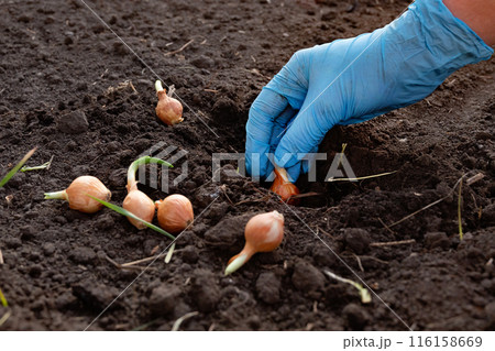 How to plant onions. The process of sowing onion seeds in the open ground, soil 116158669