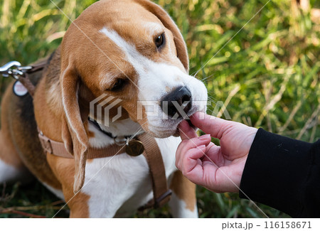 Woman and dog tender hugs 116158671