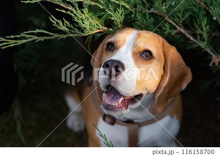 dog Beagle on a walk early in the morning at sunrise 116158700
