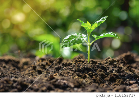Young plant sprouting from the ground. Ai generative 116158717