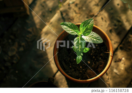 green sprout growing in pot in greenhouse with sunlight. Ai generative 116158728