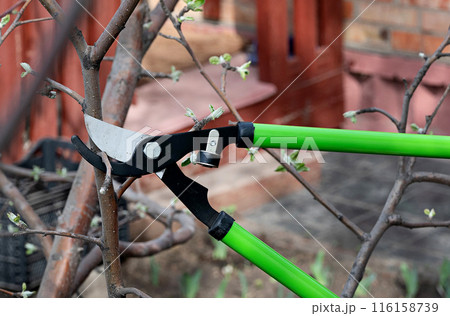 Professional gardener pruning a tree 116158739