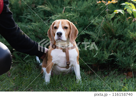 Woman and dog tender hugs 116158740