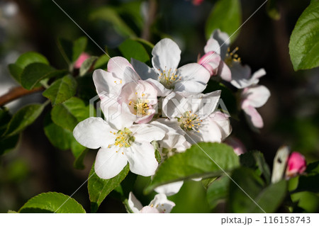 Pink flowers of blooming Apple tree in spring against blue sky on a Sunny day close-up macro in nature outdoors. 116158743