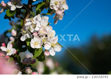 Blooming apple tree branches white flowers green leaves blue sky background close up, beautiful cherry blossom, sakura garden, spring orchard, summer sunny day nature, floral border frame, copy space Blooming apple tree branches white flowers green leaves blue sky background close up, beautiful cherry blossom, sakura garden, spring orchard, summer sunny day nature, floral border frame, copy space 116158745