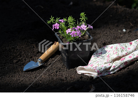 Cropped shot of woman in black gardening gloves holding Petunia flowers by roots to transplant it into ground in her garden on sunny summer day while working outdoors 116158746