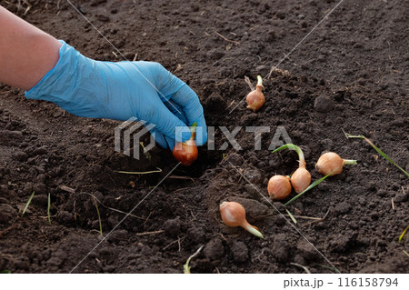 Garden tools and onion seeds for planting in the ground in the spring. Spring planting onions organically Garden tools and onion seeds for planting in the ground in the spring. Spring planting onions organically 116158794