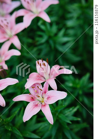 Blooming pink lily flowers on a green background with leaves in a close-up. Blooming pink lily flowers on a green background with leaves in a close-up. 116158879