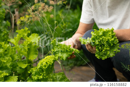 Senior women's hands collect lettuce leaves in the garden Senior women's hands collect lettuce leaves in the garden 116158882