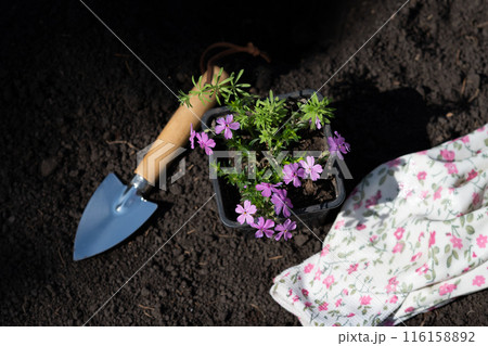 Cropped shot of woman in black gardening gloves holding Petunia flowers by roots to transplant it into ground in her garden on sunny summer day while working outdoors 116158892