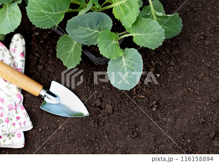 A woman farmer plants cabbage in her garden. Selective focus. Nature. A woman farmer plants cabbage in her garden. Selective focus. Nature. 116158894