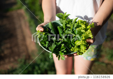 Woman holding plate with tasty arugula salad, closeup Woman holding plate with tasty arugula salad, closeup 116158926