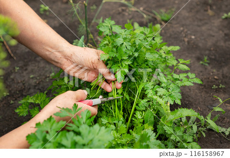 a woman collects parsley in the garden. home gardening and cultivation of greenery concept 116158967