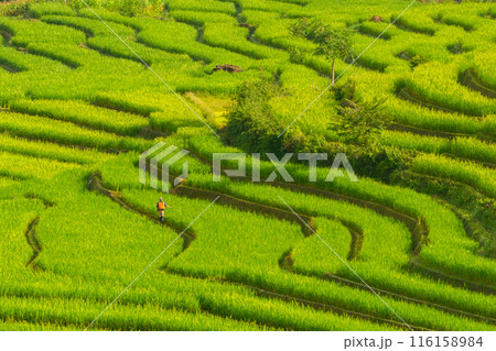 Agriculture of Rice terrace at Terraced Rice fields ,Papongpieng, Chiang Mai,Thailand. 116158984