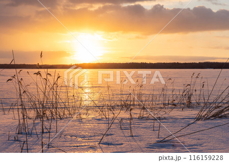 Winter landscape with dry reed on frozen Baltic sea on a sunset Winter landscape with dry reed on frozen Baltic sea on a sunset 116159228