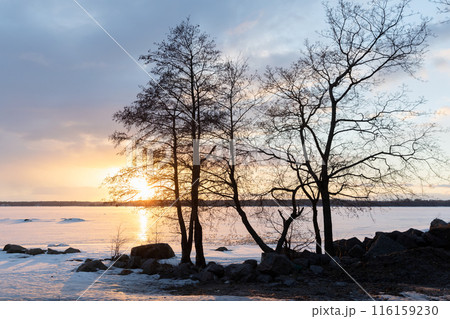 Bare trees are on a coast of frozen Baltic Sea, natural winter landscape Bare trees are on a coast of frozen Baltic Sea, natural winter landscape 116159230