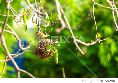 Tiny Asian yellow warbler bird building the nest by pulling twigs together in the morning. 116159296