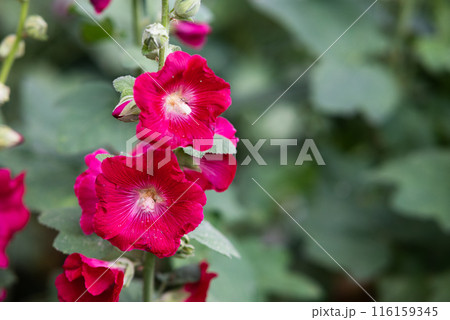 Flowering common hollyhock (Alcea rosea) plants with dark red flowers in summer garden Flowering common hollyhock (Alcea rosea) plants with dark red flowers in summer garden 116159345