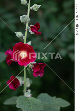 Flowering common hollyhock (Alcea rosea) plants with dark red flowers in summer garden 116159347