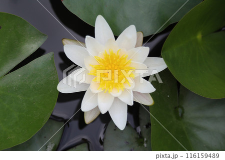 European white water lily  (Nymphaea alba) 116159489