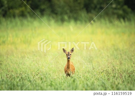 Roe deer standing in the grass in a meadow Roe deer standing in the grass in a meadow 116159519