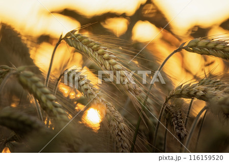 View of the ears of grain during sunset 116159520