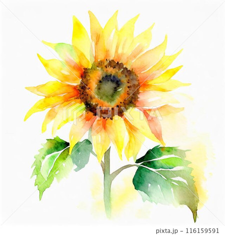 ひまわり 116159591