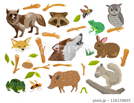 森の動物のイラストセット 116159605