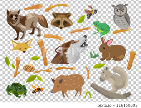 森の動物のイラストセット 116159605