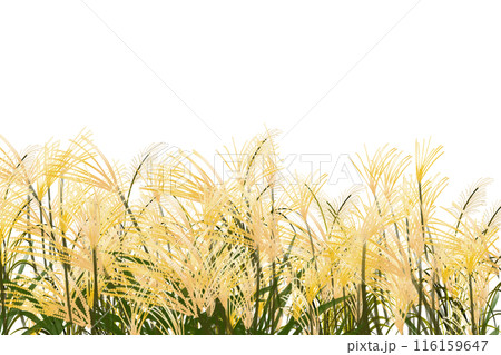 ススキ野原のカード1 116159647