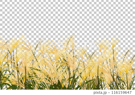 Silver grass field card 1 116159647