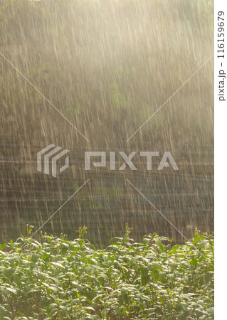 Heavy rainy day with sun rays on natural green background. 116159679