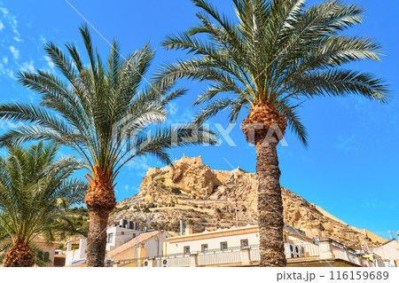 View to hilltop with Santa Barbara Castle and palm trees 116159689