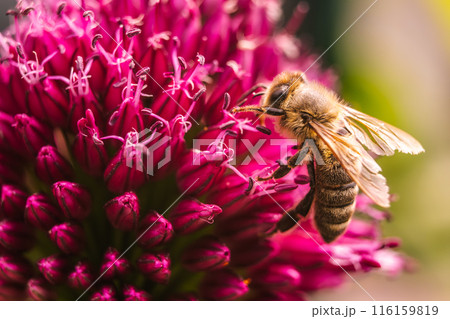 European Honey Bee on a garlic flower 116159819