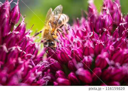 European Honey Bee on a garlic flower 116159820