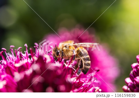 European Honey Bee on a garlic flower 116159830